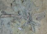 Ordovician Aged Starfish and Crinoid Fossils #8404-2